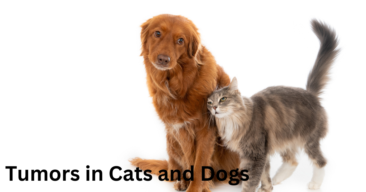 Tumors in Cats and Dogs