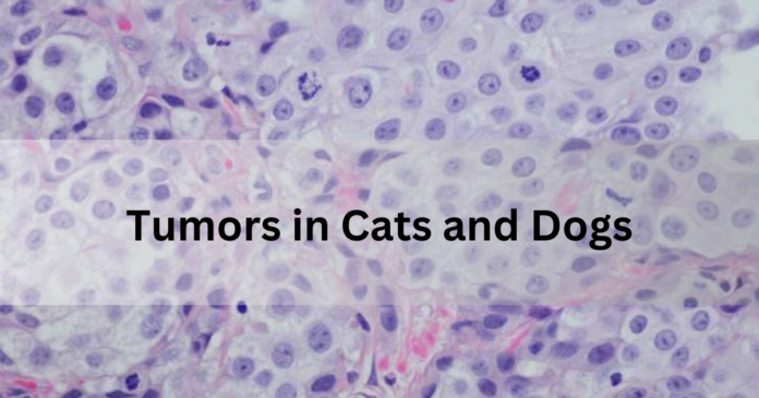 Tumors in Cats and Dogs